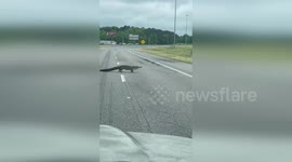 US: Alligator Stuns Drivers By Casually Crossing Busy Interstate On Mother's Day