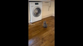 Kitten mesmerised  by the washing machine