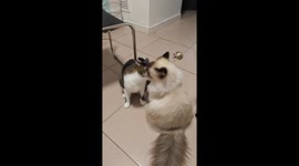 Hilarious moment when Ragdoll cat walks out when grooming turns mutual