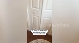 Dramatic chihuahua fakes injuries to prevent owner from going to work