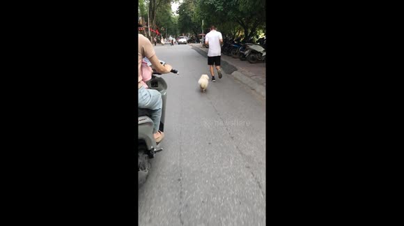 Four-Legged Fitness Freak! Dog Joins Owner for Daily 3km Jog Through Heavy Traffic