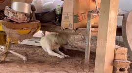 Rescue team save pet dog with head stuck in plastic container