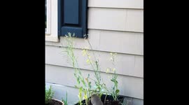 Squirrel nibbles and plays with plants in New Jersey