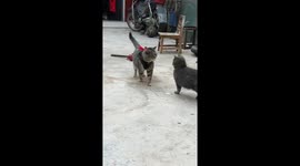 Cat unknowingly pulls metal rod while playing in Anhui, China