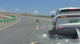 Two marmots fight in the middle of road