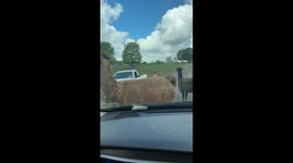 Watch this video. Llama traffic jam at safari park in Virginia