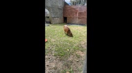 Capybara are the animal at the moment. This one looking for some fresh green grass
