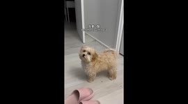 Priceless reaction of Maltipoo puppy when owner pranks her by leaving her bed in the living room
