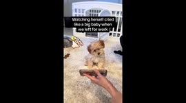 Maltipoo puppy watched herself cried like a baby when owners left for work