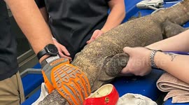 Memphis Zoo Komodo Dragon Recovering After Swallowing Guest’s Shoe