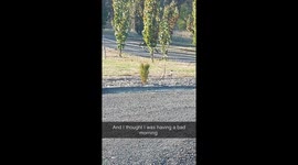 Kangaroo having a bad day as it flips itself over whilst trying to hop fence