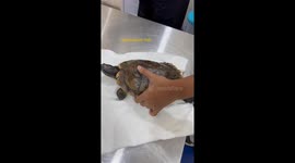 Whiskey the turtle hates going to the vet and hilariously attempts to escape