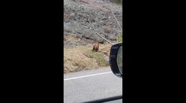 Bear in Yellowstone