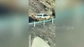 Bizarre moment flock of sheep block road by circling stationary car