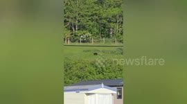 Holidaymaker films 'big cat' eating rabbit in 'fascinating' sighting experts say