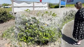 Huge cobwebs appear as thousands of caterpillars infest foliage around Britain