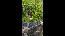 Beautiful, Wild Cape Dwarf Chameleon. Suburban Gardens, Cape Town, South Africa.