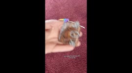 Artist shares tutorial on how to create a mini Hocus Pocus book from cotton