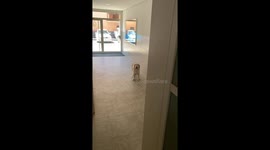 Dog Refuses To Climb Stairs During Blackout