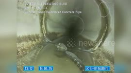 US: Alligator Found Relaxing In Pipe Under Florida Road During Routine Inspection