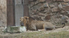 The lion’s loudest roar was recorded on a DSLR camera