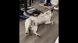 Labrador Retriever Playfully Pecked By Duck Sibling