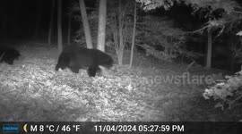 Bear Triplets Follow Mom