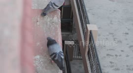 A male pigeon tried to impress a female by performing elaborate body movements but failed as she flew away