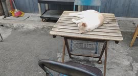 Cat Comfortably Naps on Table in Melaka Alley Restaurant