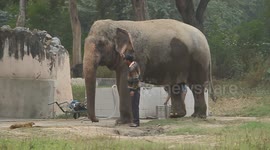 No Bath for Me! Elephant’s Epic Tantrum Ends with Trainer’s Ear-Pulling Trick