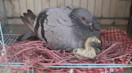 Baby Pigeon’s Charming Gestures Beside Parent in Cozy Cage