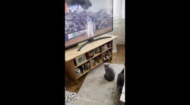 kittens watching tv