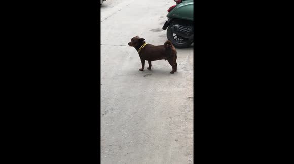 Canine Fashion Icon?! Fabulously stylish dog strolled down the street rocking a gold collar that would make any rapper jealous