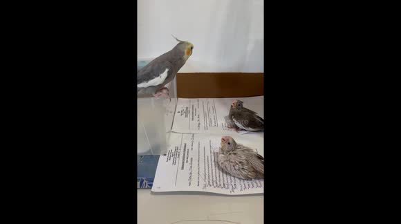 A Cockatiel Mom Getting the Attention and Giving Lessons to Her Baby Tiels