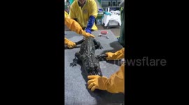 Alligator Rescued, Cleaned After Louisiana Oil Spill Response