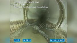 Alligator found chilling in sewer pipe during inspection in Florida