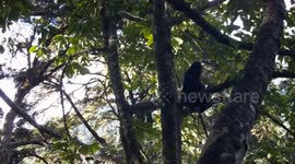 China: Footage of 71 wild animal species captured in Yunnan nature reserve