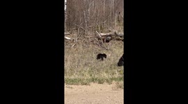 A momma black bear with four cubs spotted in Prince Albert National Park in Saskatchewan