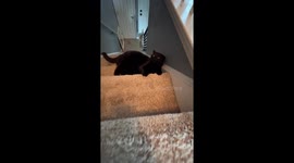 Kikko Excited About New Apartment Stairs