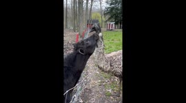 Cow Is Hungry for an Emu