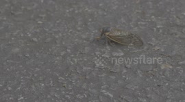 Red-Eyed Cicadas Swarm Following 17-Years growing Underground