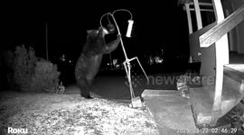 Bear Raids a Bird Feeder