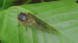 Red-Eyed Cicadas Swarm Following 17-Years growing Underground