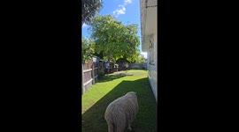 Ram scares kids climbing fence in Masterton, New Zealand