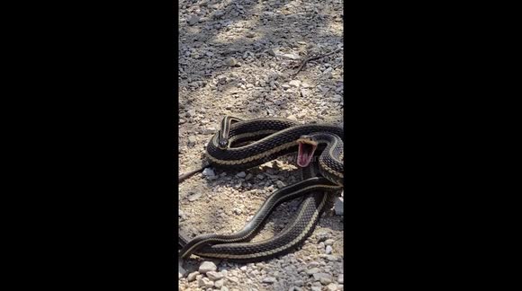 Snake Tries to Bite Filmer