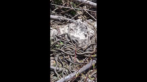 Thousands of Garter Snakes Wake Up