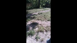 Cat Catches Mouse – But It Escapes! part two