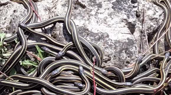 Largest Concentration of Garter Snakes In the World Wakes Up