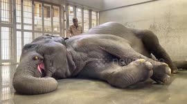 Elephant rolls on floor while being sprayed with hose in Japan