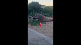 Neil the Seal returns home and trashed the local surf club